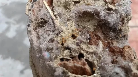 Macro Shot of Worker and nasute termites in house eating wood door frame Stock Footage 253140194