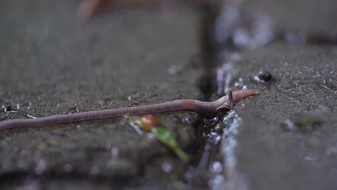 Macro shot of a worm in the rain Stock Footage 92473647