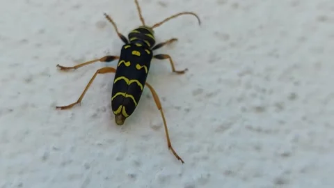 Macro shot of a yellow and black longhorn beetle on a wall Vídeos de archivo 336461640