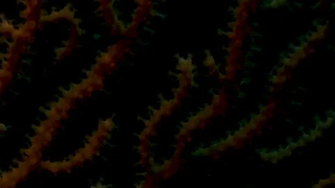 Macro shot of the yellow branches of a gorgonian, Banco di Santa Croce, Italy Stock Footage 107338382