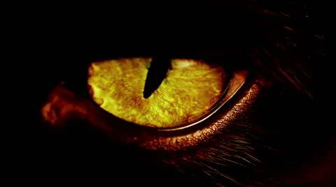 Macro shot of a yellow cat eye. High detailed shot pupil and iris. Stock Footage 43017708