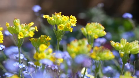 Macro shot of Yellow Cowslips standing above blue flowers Video stock 240431191