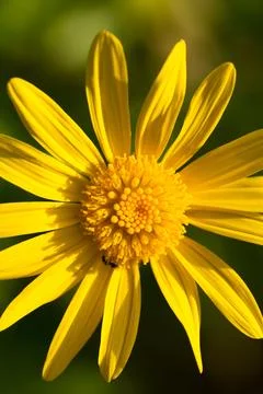 Macro shot of yellow euryops flower Stock Photos