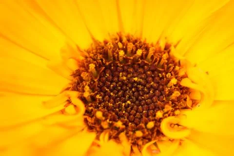 Macro shot of a yellow flower background Stock Photos