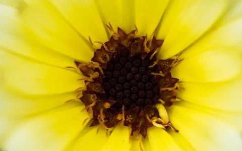 Macro shot yellow flower background Stock Photos