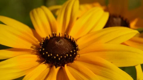 Macro shot of yellow flowers Stock Footage 92053573