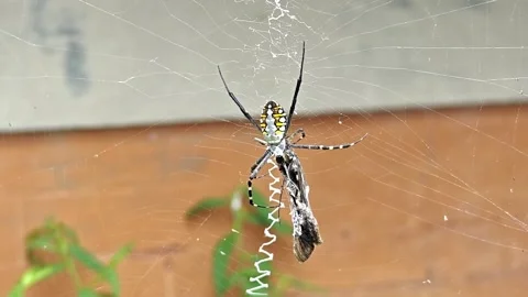 Macro Shot of Yellow Garden Spider Argiope Aurantia Eating Prey Caught in Web Stock Footage 335080090