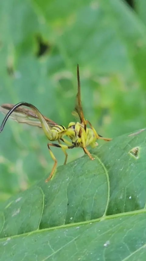 Macro Shot of Yellow Ichneumon Wasp Resting on Green Leaf Stock Footage 341452743
