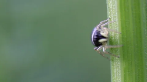 Macro shot of a yellow legged jumping spider Heliophanus, looks and jumps from Stock Footage 92867093