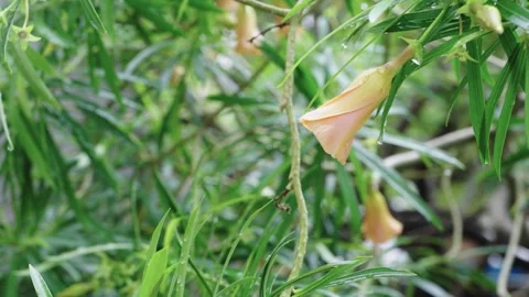 Macro shot of a yellow oleander flower covered in sparkling raindrops. Vibr.. Vidéo 340636033