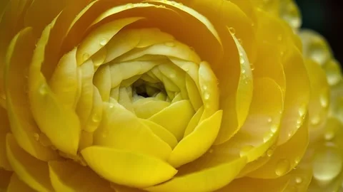 Macro shot of yellow ranunculus flower with drops of water in sunlight Stock Footage 238869596