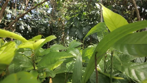 Macro shot of young cocoa plant in a forest, in Ivory Coast Stock Footage 220794082