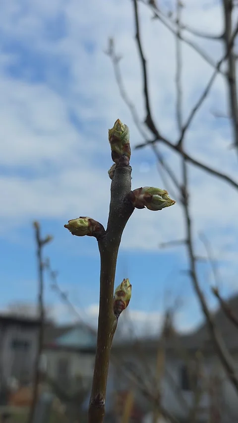Macro shot of young green buds swelling and starting to bloom on a tree bra.. Vídeos de archivo 333790830