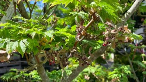 Macro shot of young green maple samaras and seeds growing on branch Stockfoto's