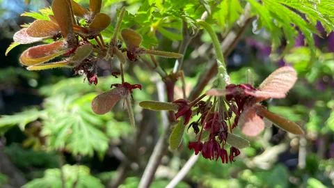 Macro shot of young green maple samaras and seeds growing on branch Stockfoto's