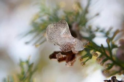Macro shot of young green pine tree with piece of ice. Stock Photos