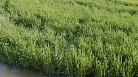 Macro shot of young green rice grass blades texture. Stock Footage 343945551