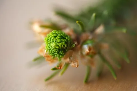 Macro shot of a young spruce tree bud opening. Close-up of a coniferous bud.. Fotos de archivo