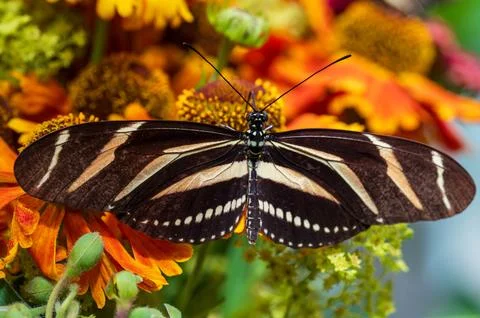Macro Shot Zebra Longwing butterfly Heliconius charithoniasitting on beauti.. 写真素材