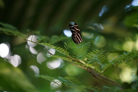 Macro shot of a zebra longwing on a green branch Foto stock
