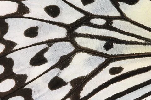 Macro shot,close-up of the Large Tree Nymphs butterfly wing Stock Photos