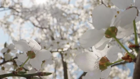 Macro shots of cherry blossoms in bloom, with visible flower details and be.. Stock-Footage 306131994