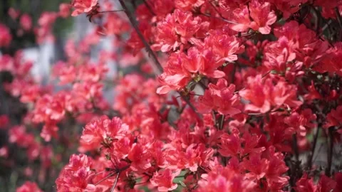 Macro Shots of Dew-Covered Petals and Buds Stock Footage 304315605