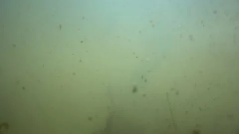 Macro shots for garbage, plant and sand debris seen from under the water. Stock Footage 153689741