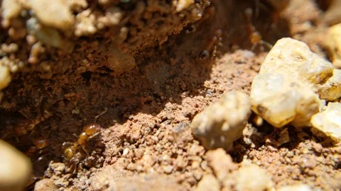 Macro shots of red ants on the ground Stock Footage