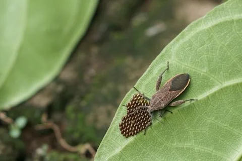Macro Shots of a Stink bug guarding eggs on a green leaf in the forest Stock Photos