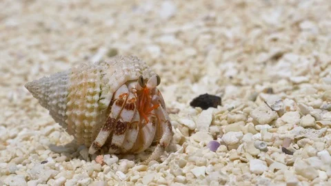 MACRO: Shy white hermit crab comes out of its shell and roams around the beach Stock Footage 99711328