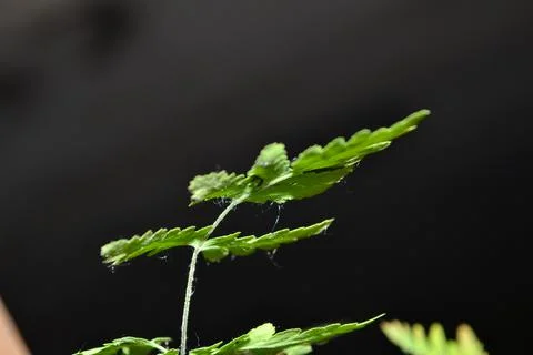 Macro side Foto stock