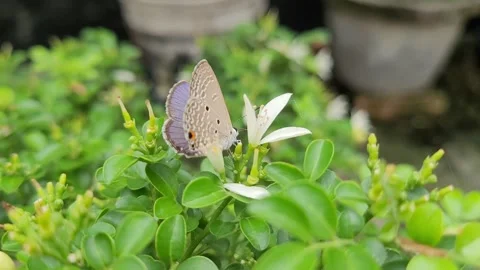 Macro Side Profile of Plains Cupid Butterfly on White Flower 库存影片 337546861