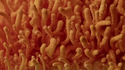 Macro Side Sweep Across Dense Orange Cordyceps Cluster Stock Footage 329787746