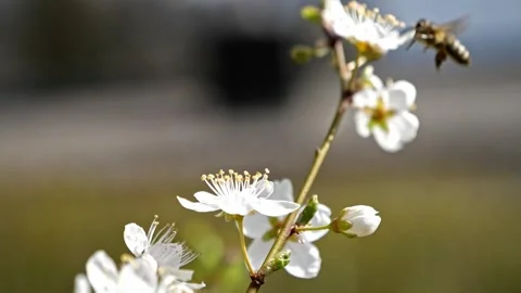 Macro Side View of Apricot Blossom – Bee Taking Off – 4K Cinematic Stock-Footage 320170615