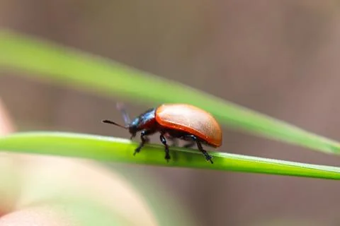 The macro side view of an Aspen Leaf Beetle on grass Stock Photos