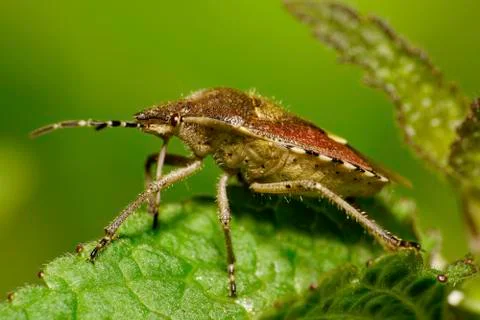 Macro side view of a berry bug in dead-nettle Lamium album green leaves 写真素材
