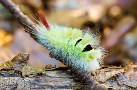 Macro side view of big yellow hairy caterpillar, Calliteara pudibunda, climb  Stock Photos