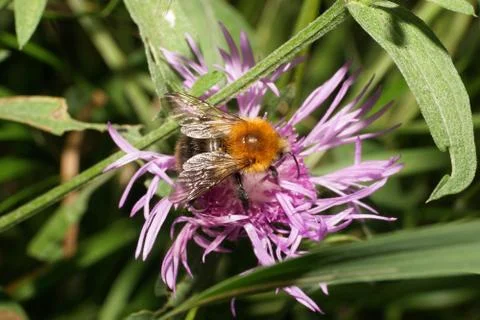 Macro side view of bright brown field bumblebee Bombus pascuorum on flower 库存照片