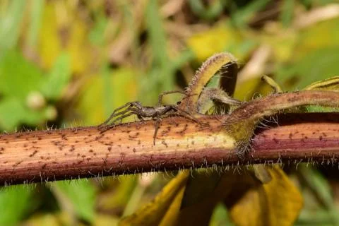 Macro side view of a brown-beige caucasian spider Solpuga running on trunk Stock Photos