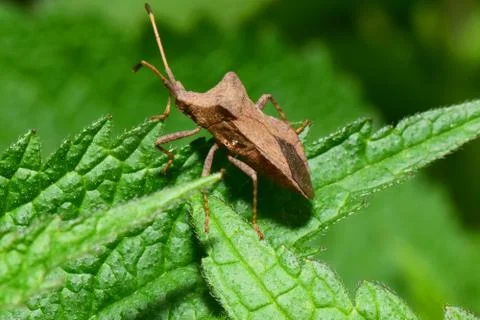 Macro side view of brown bug Anoplocerus elevates on green nettle leaf Stock Photos