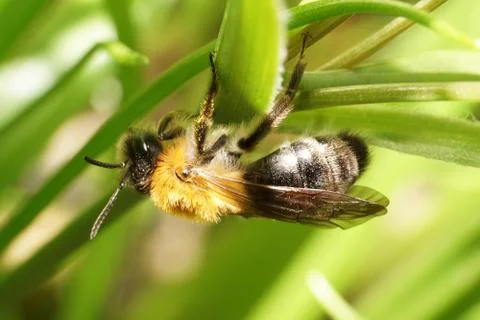 Macro side view of brown fluffy bee Andrena 库存照片