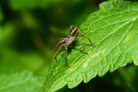 Macro side view of a brown-gray wolf-spider Arachnida sitting on a green leaf Stockfoto's