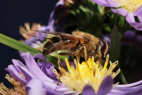 Macro side view of brown hoverfly Eristalis tenax on purple flower Stock Photos