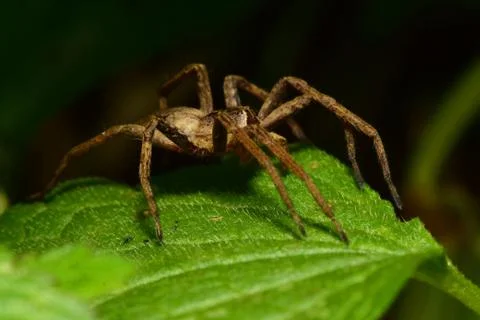 Macro side view of brown spider Caucasian Solpuga in shade of green leaves 库存照片