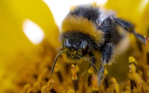 Macro side view of a bumblebee covered in sunflower pollen Foto stock