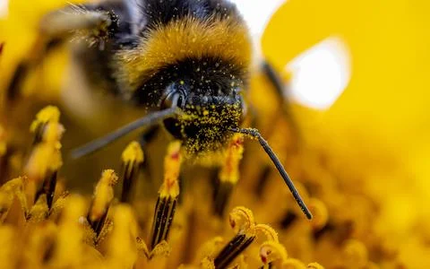 Macro side view of a bumblebee covered in sunflower pollen Stock Photos