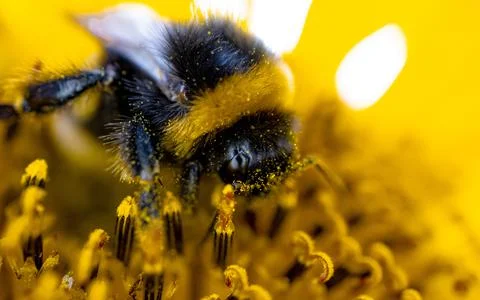 Macro side view of a bumblebee covered in sunflower pollen Stock Photos