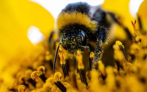 Macro side view of a bumblebee covered in sunflower pollen Foto stock