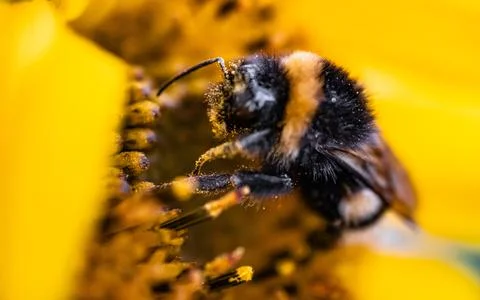 Macro side view of a bumblebee covered in sunflower pollen Stock Photos
